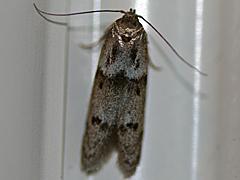 Acorn Moth